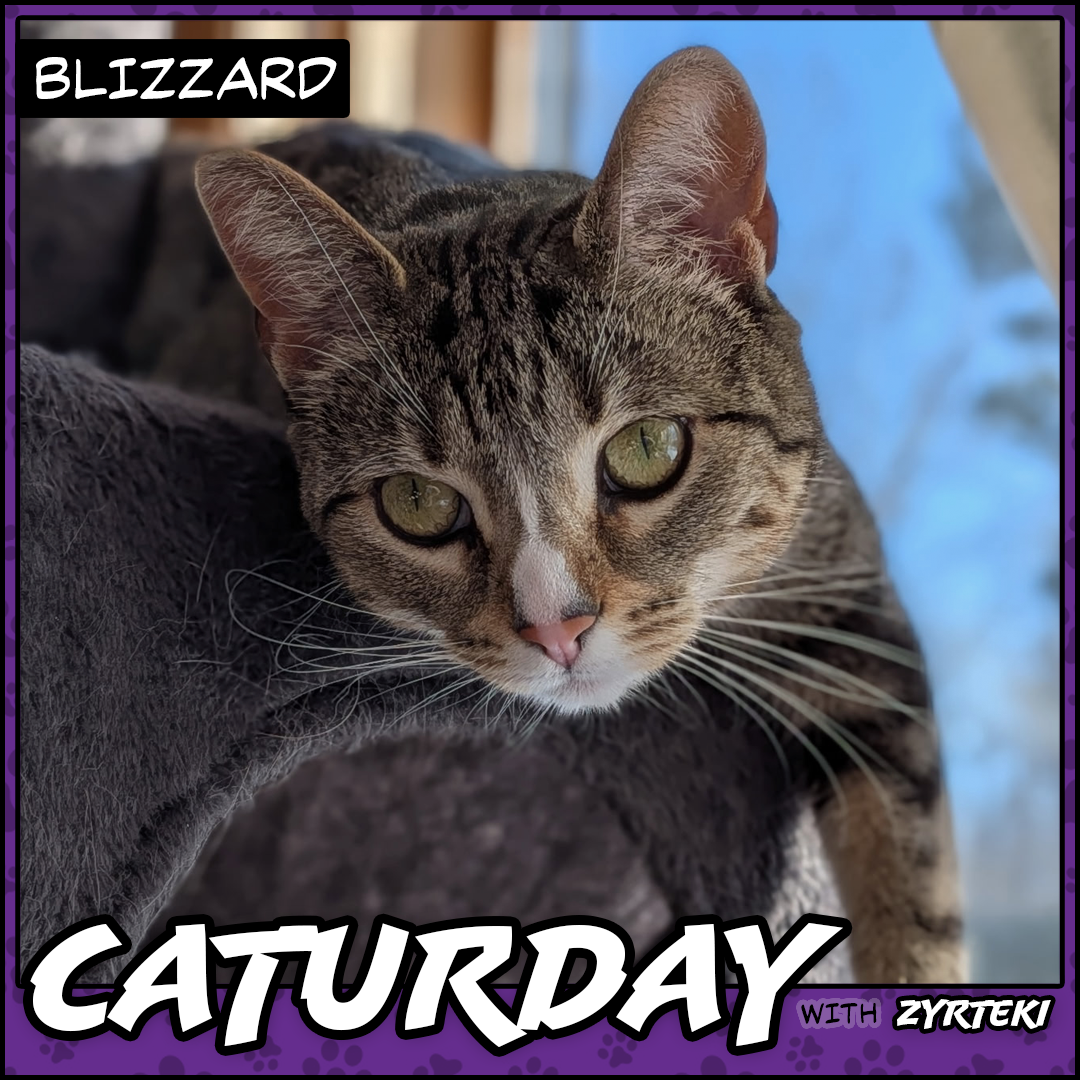 Current Caturday Pic